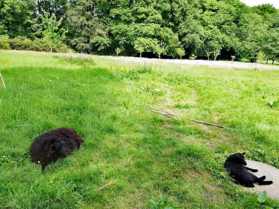 Manoir Du Tertre Au Coeur De La Foret De Broceliande Ξενοδοχείο Paimpont Εξωτερικό φωτογραφία