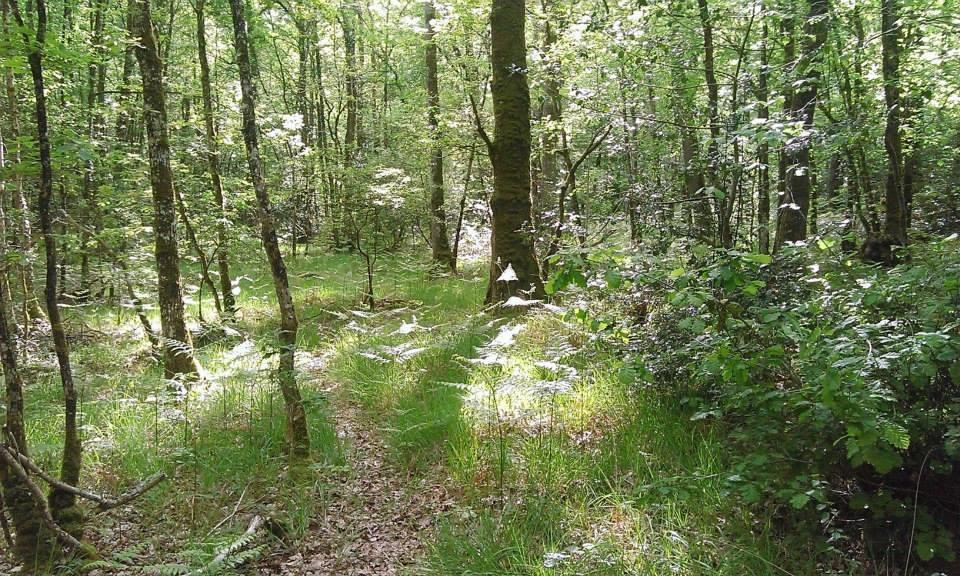 Manoir Du Tertre Au Coeur De La Foret De Broceliande Ξενοδοχείο Paimpont Εξωτερικό φωτογραφία