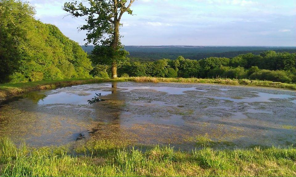 Manoir Du Tertre Au Coeur De La Foret De Broceliande Ξενοδοχείο Paimpont Εξωτερικό φωτογραφία